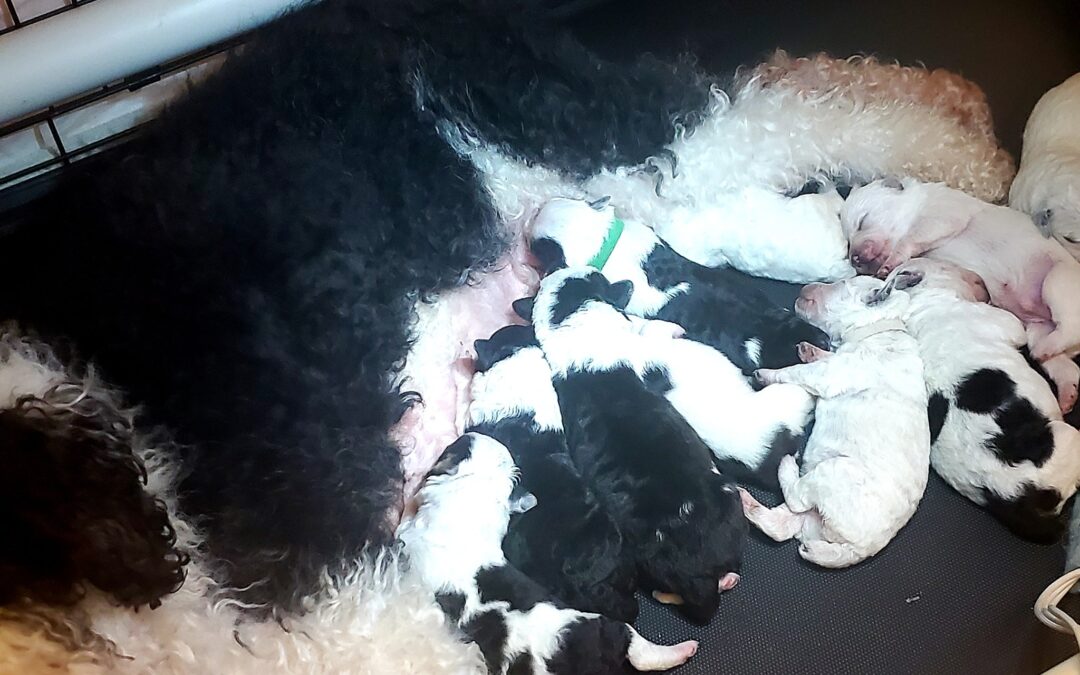 Mini sheepadoodle puppies being born right now!