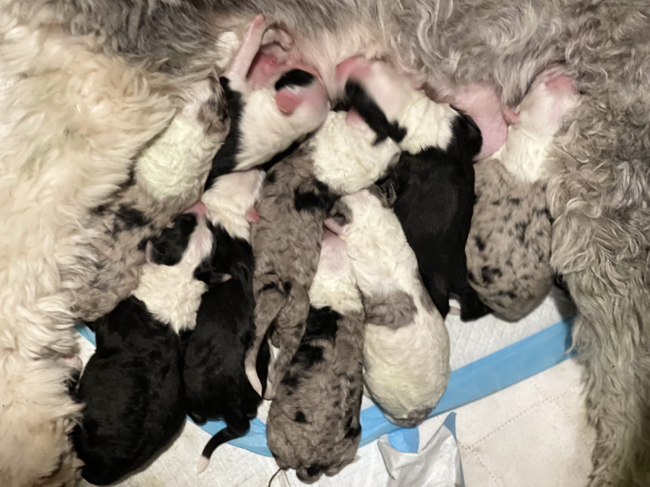 Newborn sheepadoodle puppies