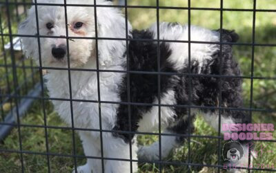 Why Large & Extra-Large Collapsible Two-Door Dog Cages Are the Best Choice for Your Sheepadoodle
