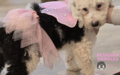 Sheepadoodle puppy in a halloween costume