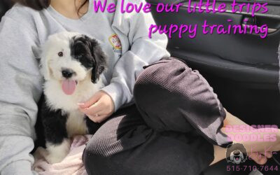 Discover Your New Best Friend: The Sheepadoodle Puppy