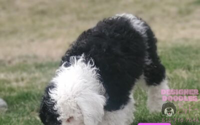 Sheepadoodle Breeder in De Soto Iowa