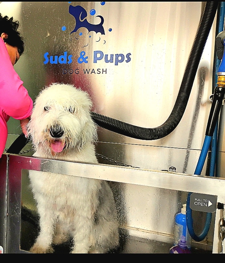Micro mini sheepadoodle