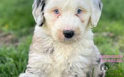 Dog Breeder Near Me