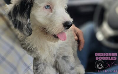 The Best Doodles in De Soto – Raised with Love and Experience