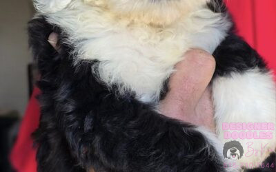 Sheepadoodle for Sale in Iowa