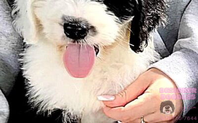 Mini Sheepadoodle