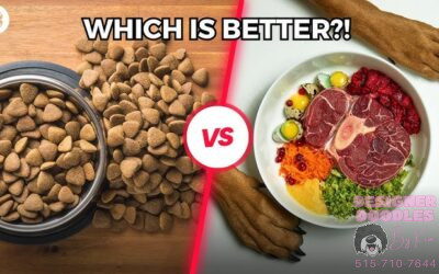 Dog Food 101