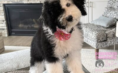 Our Next Litter of Puppies Is Almost Spoken For- Grab The Last Couple Spots On The Waitlist