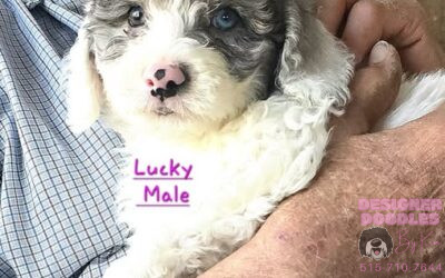 Three puppies available