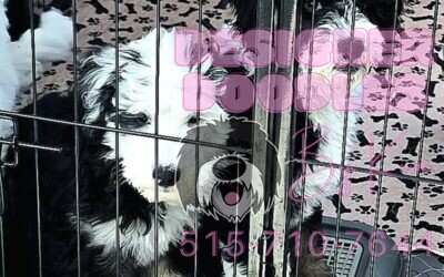 Meet Our Tri-Color Bernedoodle Lookalike🤍🖤🤎